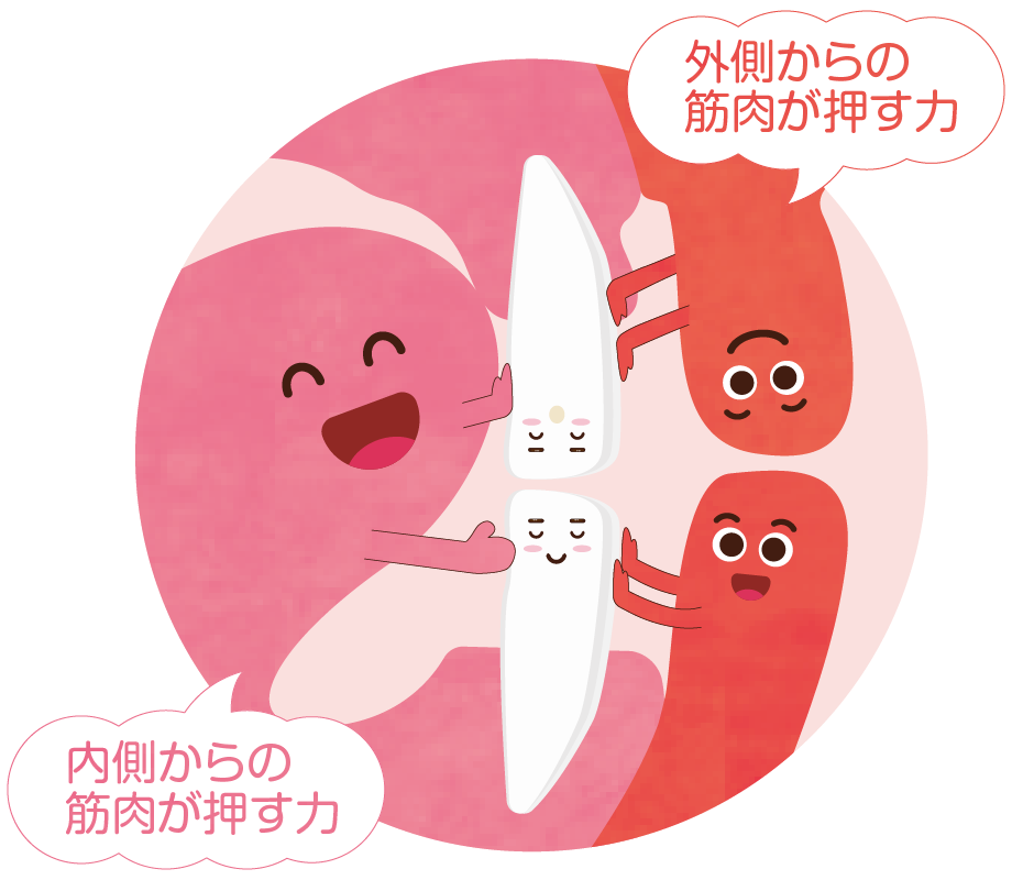 プレオルソを入れることの効果